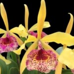 Fragrant Bc. Keowee 'Mendenhall' AM/AOS (2” pot)