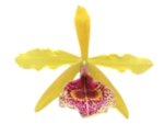 Fragrant Bc. Keowee 'Mendenhall' AM/AOS (2” pot) - Image 3