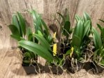 Fragrant Bc. Keowee 'Mendenhall' AM/AOS (2” pot) - Image 5