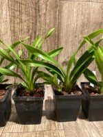 Cymbidium Cali Night ‘Black Shower’ (3.5" pot) - Image 2