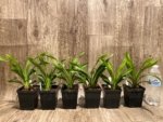 Cymbidium Cali Night ‘Black Shower’ (3.5" pot) - Image 6