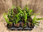 Cymbidium Cali Night ‘Black Shower’ (3.5" pot) - Image 8