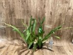 Double Spikes Miltoniopsis Arthur Cobbledick 'Springtime' HCC/AOS (3.5" Pot) - Image 3