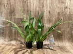 Double Spikes Miltoniopsis Arthur Cobbledick 'Springtime' HCC/AOS (3.5" Pot) - Image 2