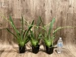 Double Spikes Miltoniopsis Lennart Karl Gottling ‘Alex’ (3.5" Pot) - Image 3