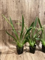 Double Spikes Miltoniopsis Lennart Karl Gottling ‘Alex’ (3.5" Pot) - Image 4