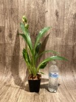 In Spike Zygoneria Adelaide Meadows ‘SVO 4n’ (3.5” pot) - Image 7
