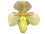 In Bloom Paph. Quintals Yellowstone (thaianum x Charmingly Stoned) (2" pot) - Image 2