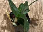 In Bloom Paph. Quintals Yellowstone (thaianum x Charmingly Stoned) (2" pot) - Image 8