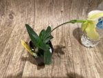 In Bloom Paph. Quintals Yellowstone (thaianum x Charmingly Stoned) (2" pot) - Image 7