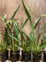 In Spike Miltoniopsis Lila Fearneyhough 'Rorschach' (3.5" Pot) - Image 6