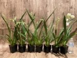 In Spike Miltoniopsis Lila Fearneyhough 'Rorschach' (3.5" Pot) - Image 2