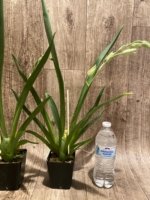 Double Spikes Miltoniopsis Lila Fearneyhough 'Rorschach' (3.5" Pot) - Image 6