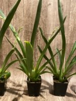 Double Spikes Miltoniopsis Lila Fearneyhough 'Rorschach' (3.5" Pot) - Image 5