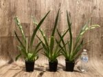 Double Spikes Miltoniopsis Lila Fearneyhough 'Rorschach' (3.5" Pot) - Image 2