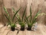 Double Spikes Miltoniopsis Lila Fearneyhough 'Rorschach' (3.5" Pot) - Image 3