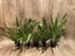 Triple Spikes Miltoniopsis Lila Fearneyhough 'Ethel’ (3.5” Pot) - Image 3