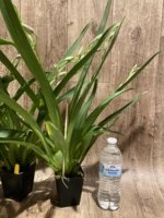Triple Spikes Miltoniopsis Lila Fearneyhough 'Ethel’ (3.5” Pot) - Image 8
