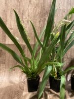 Triple Spikes Miltoniopsis Lila Fearneyhough 'Ethel’ (3.5” Pot) - Image 4