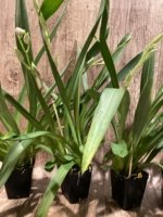 Triple Spikes Miltoniopsis Lila Fearneyhough 'Ethel’ (3.5” Pot) - Image 7