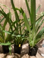 Triple Spikes Miltoniopsis Lila Fearneyhough 'Ethel’ (3.5” Pot) - Image 6