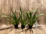 Quadruple Spikes Miltoniopsis Lila Fearneyhough 'Ethel’ (3.5” Pot) - Image 2