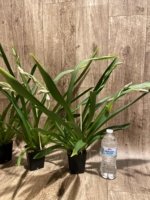 Quadruple Spikes Miltoniopsis Lila Fearneyhough 'Ethel’ (3.5” Pot) - Image 6