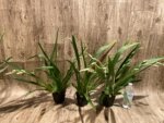 Quadruple Spikes Miltoniopsis Lila Fearneyhough 'Ethel’ (3.5” Pot) - Image 3
