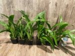 In Spike Zypgopetalum Jumpin Jack (3.5" pot) - Image 4