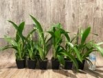 In Spike Zypgopetalum Jumpin Jack (3.5" pot) - Image 3