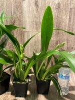 In Spike Zypgopetalum Jumpin Jack (3.5" pot) - Image 7