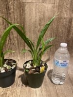 Phaius Lady Ramona Harris 'Looking you' (3.5” pot) - Image 11