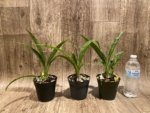 Phaius Lady Ramona Harris 'Looking you' (3.5” pot) - Image 7