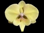 In Spikes Phalaenopsis KS Big Stone Big Lip (4.5" pot)