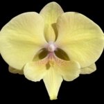 In Spikes Phalaenopsis KS Big Stone Big Lip (4.5" pot)