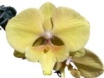 In Spikes Phalaenopsis KS Big Stone Big Lip (4.5" pot) - Image 2