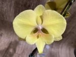 In Spikes Phalaenopsis KS Big Stone Big Lip (4.5" pot) - Image 3