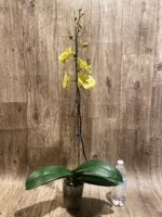 In Spikes Phalaenopsis KS Big Stone Big Lip (4.5" pot) - Image 5