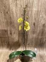 In Spikes Phalaenopsis KS Big Stone Big Lip (4.5" pot) - Image 6