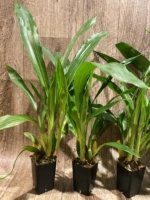 Zygoneria Adelaide Meadows ‘SVO 4n’ (2” pot) - Image 6