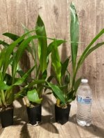 Zygoneria Adelaide Meadows ‘SVO 4n’ (2” pot) - Image 8