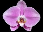 In Spike Phalaenopsis Shulong Soft Pink ‘Large Flowers’ (4.5" pot)