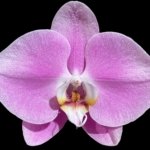 In Spike Phalaenopsis Shulong Soft Pink ‘Large Flowers’ (4.5" pot)