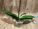 In Spike Phalaenopsis Shulong Soft Pink ‘Large Flowers’ (4.5" pot) - Image 9