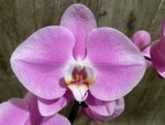 In Spike Phalaenopsis Shulong Soft Pink ‘Large Flowers’ (4.5" pot) - Image 3