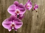 In Spike Phalaenopsis Shulong Soft Pink ‘Large Flowers’ (4.5" pot) - Image 5