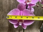 In Spike Phalaenopsis Shulong Soft Pink ‘Large Flowers’ (4.5" pot) - Image 4