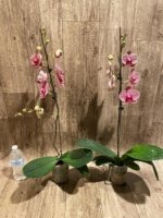 In Spikes Phalaenopsis Sogo Sun Beauty Huge Plant (4.5" pot) - Image 5