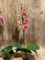In Spikes Phalaenopsis Sogo Sun Beauty Huge Plant (4.5" pot) - Image 8