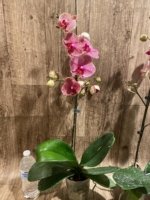 In Spikes Phalaenopsis Sogo Sun Beauty Huge Plant (4.5" pot) - Image 13